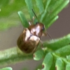 Rhyparida sp. (genus) at Bruce Ridge - 6 Jan 2024