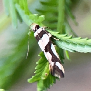 Macrobathra desmotoma at Bruce Ridge - 6 Jan 2024 07:08 PM