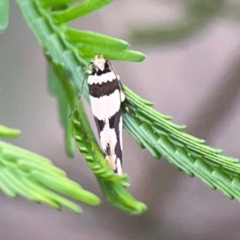 Macrobathra desmotoma at Bruce Ridge - 6 Jan 2024 07:08 PM