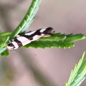 Macrobathra desmotoma at Bruce Ridge - 6 Jan 2024 07:08 PM