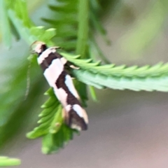 Macrobathra desmotoma at Bruce Ridge - 6 Jan 2024 07:08 PM