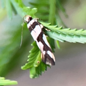 Macrobathra desmotoma at Bruce Ridge - 6 Jan 2024 07:08 PM