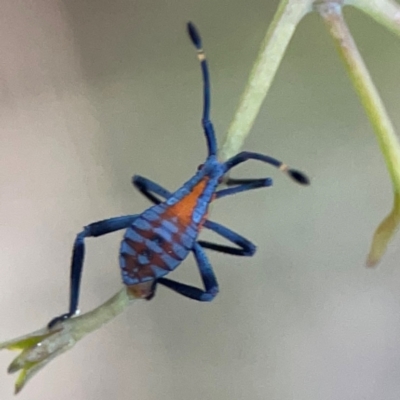 Amorbus (genus) (Eucalyptus Tip bug) at O'Connor, ACT - 6 Jan 2024 by Hejor1