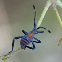 Amorbus (genus) at O'Connor, ACT - 6 Jan 2024 07:29 PM