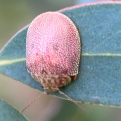 Paropsis atomaria (Eucalyptus leaf beetle) at Bruce Ridge - 6 Jan 2024 by Hejor1