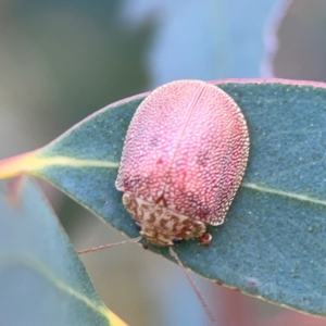 Paropsis atomaria at Bruce Ridge - 6 Jan 2024