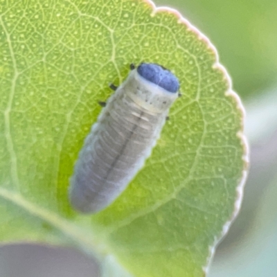 Paropsisterna m-fuscum (Eucalyptus Leaf Beetle) at Bruce Ridge - 6 Jan 2024 by Hejor1