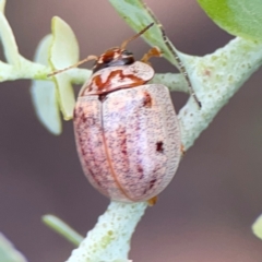 Paropsisterna m-fuscum at Bruce Ridge - 6 Jan 2024 06:56 PM