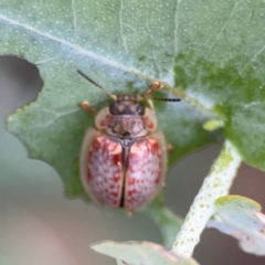 Paropsisterna m-fuscum at Bruce Ridge - 6 Jan 2024 06:56 PM