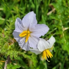 Solanum sisymbriifolium (Sticky Nightshade) at Mitchell, ACT - 7 Jan 2024 by trevorpreston