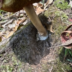 Unidentified Bolete - Fleshy texture, stem central (more-or-less) at Bomaderry Creek Regional Park - 7 Jan 2024 by lbradleyKV