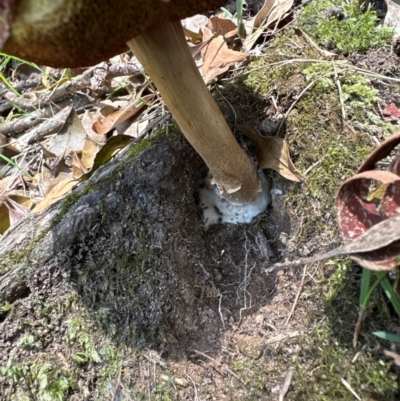 Unidentified Bolete - Fleshy texture, stem central (more-or-less) at Bomaderry Creek Regional Park - 7 Jan 2024 by lbradleyKV