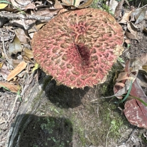 Boletellus sp. at Bomaderry Creek Regional Park - 7 Jan 2024 12:10 PM