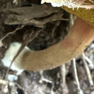 Boletellus sp. at Bomaderry Creek Regional Park - 7 Jan 2024 12:10 PM