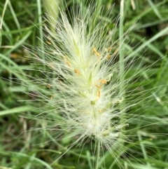 Cenchrus longisetus (Feathertop Grass) at QPRC LGA - 7 Jan 2024 by SteveBorkowskis