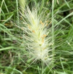 Cenchrus longisetus (Feathertop Grass) at Crestwood, NSW - 7 Jan 2024 by SteveBorkowskis