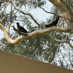 Zanda funerea (Yellow-tailed Black-Cockatoo) at Braemar - 30 Dec 2023 by Span102