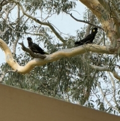 Zanda funerea (Yellow-tailed Black-Cockatoo) at Mittagong, NSW - 30 Dec 2023 by Span102