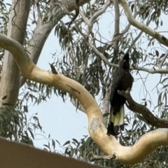 Zanda funerea at Mittagong, NSW - 30 Dec 2023 04:47 PM