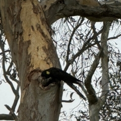 Zanda funerea at Mittagong, NSW - 30 Dec 2023