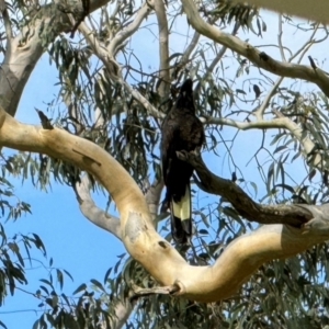 Zanda funerea at Mittagong, NSW - 30 Dec 2023 04:47 PM