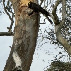 Zanda funerea at Mittagong, NSW - 30 Dec 2023 04:47 PM