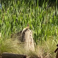 Intellagama lesueurii lesueurii (Eastern Water Dragon) at Wingecarribee Local Government Area - 4 Dec 2023 by Span102