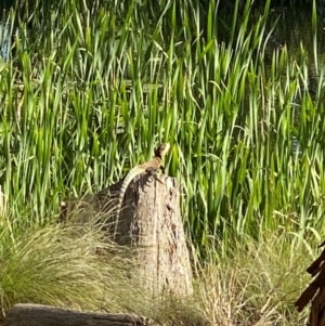 Intellagama lesueurii lesueurii at Mittagong, NSW - suppressed