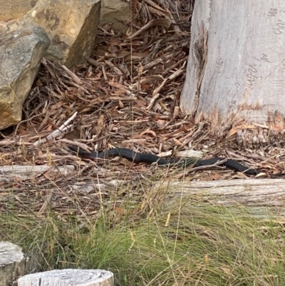 Pseudechis porphyriacus (Red-bellied Black Snake) at Braemar, NSW - 9 Dec 2023 by Span102