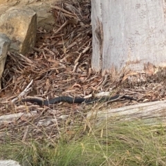 Pseudechis porphyriacus at Mittagong, NSW - 9 Dec 2023