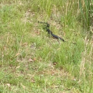 Pseudechis porphyriacus at Mittagong, NSW - suppressed