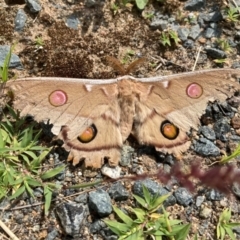 Opodiphthera eucalypti (Emperor Gum Moth) at Canberra Airport, ACT - 7 Jan 2024 by SilkeSma