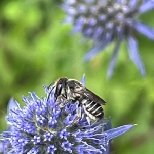 Megachile (Eutricharaea) serricauda at Narrabundah, ACT - 7 Jan 2024