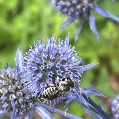 Megachile (Eutricharaea) serricauda at Narrabundah, ACT - 7 Jan 2024