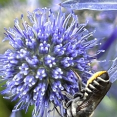 Megachile (Eutricharaea) serricauda at Narrabundah, ACT - suppressed