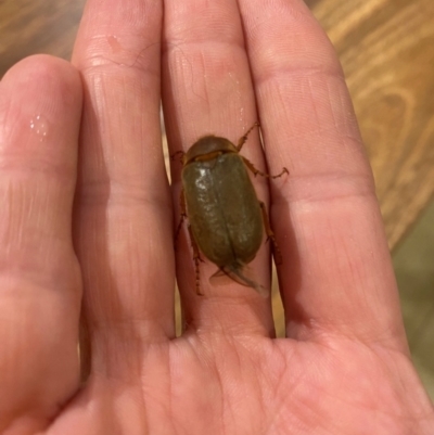 Unidentified Scarab beetle (Scarabaeidae) at Wingecarribee Local Government Area - 11 Dec 2023 by Span102