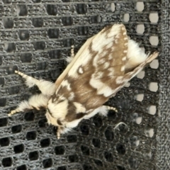 Porela delineata (Lined Porela) at Braemar, NSW - 26 Dec 2023 by Span102