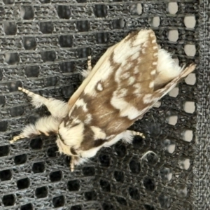 Porela delineata at Mittagong, NSW - suppressed