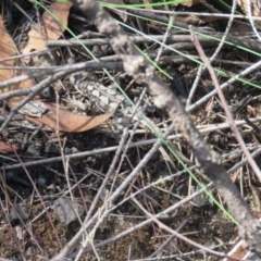 Rankinia diemensis (Mountain Dragon) at Bargo River State Conservation Area - 29 Dec 2023 by Span102