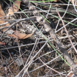 Rankinia diemensis at Hill Top - 30 Dec 2023