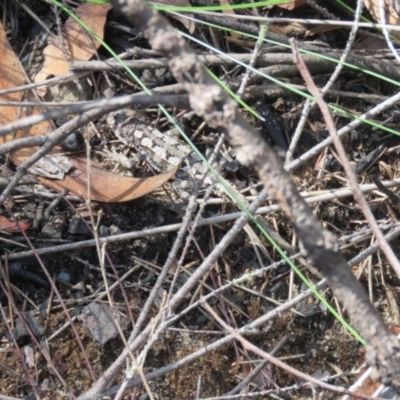 Rankinia diemensis (Mountain Dragon) at Wingecarribee Local Government Area - 30 Dec 2023 by Span102