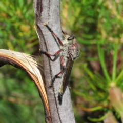 Neoaratus hercules (Herculean Robber Fly) at Bargo River State Conservation Area - 29 Dec 2023 by Span102