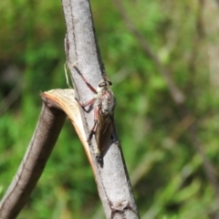 Neoaratus hercules at Bargo River State Conservation Area - 30 Dec 2023