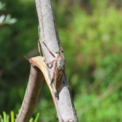 Neoaratus hercules at Bargo River State Conservation Area - 30 Dec 2023 08:58 AM