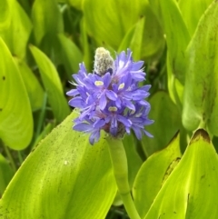 Pontederia cordata (Pickerel Weed) at Mount Ainslie to Black Mountain - 7 Jan 2024 by SilkeSma