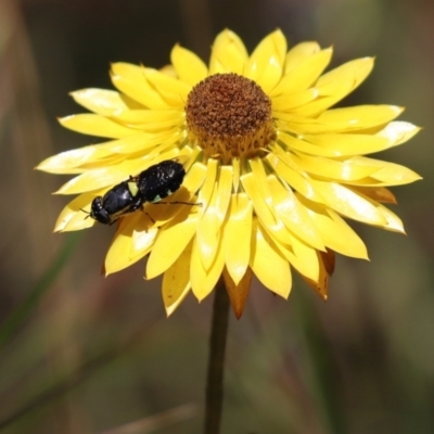 Odontomyia hunteri (Soldier fly) at Mount Painter - 18 Dec 2022 by Tammy