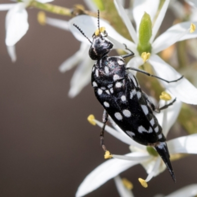 Mordella dumbrelli (Dumbrell's Pintail Beetle) at The Pinnacle - 28 Dec 2023 by AlisonMilton