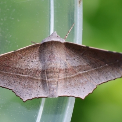 Oenochroma vetustaria (Ribbed Vine Moth) at Broulee Moruya Nature Observation Area - 6 Jan 2024 by LisaH