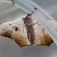 Oenochroma vetustaria at suppressed - suppressed