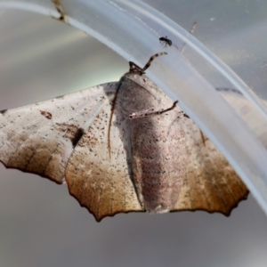 Oenochroma vetustaria at suppressed - suppressed